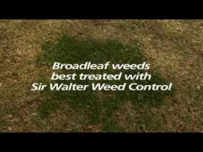 Controlling Invasive Grasses