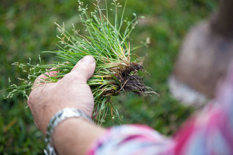 Controlling Lawn Weeds